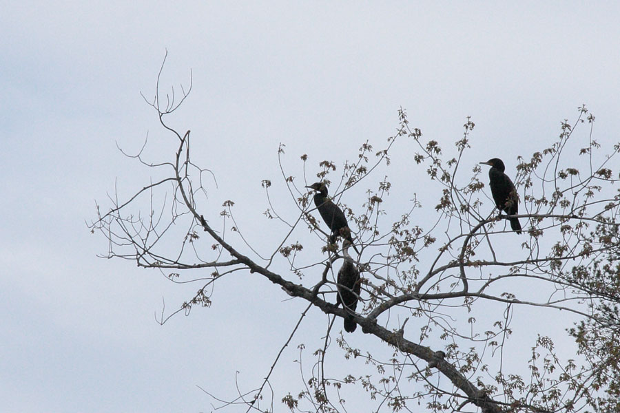 cormorants at Presquisle on the Ottawa River near Point Alexander