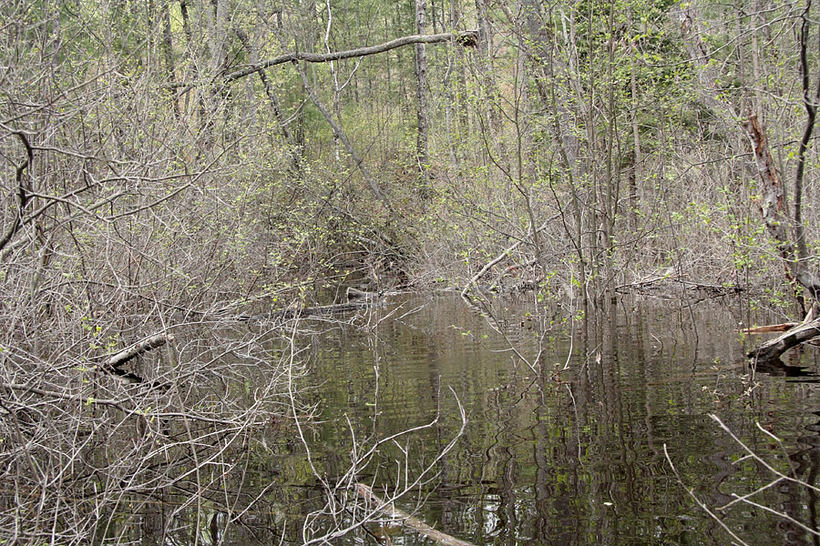 McConnell Creek at its mouth in high water