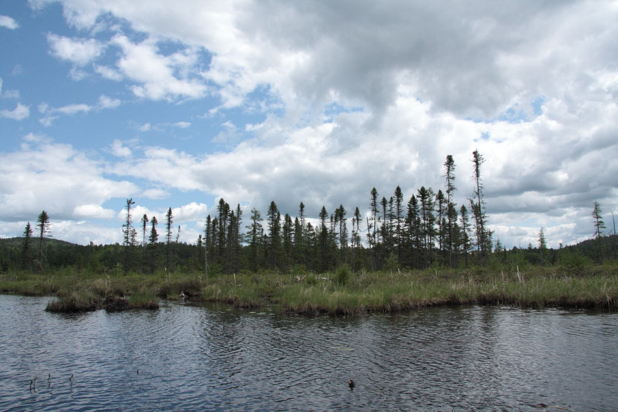 club top black spruce along McDonald Creek in Algonquin Park