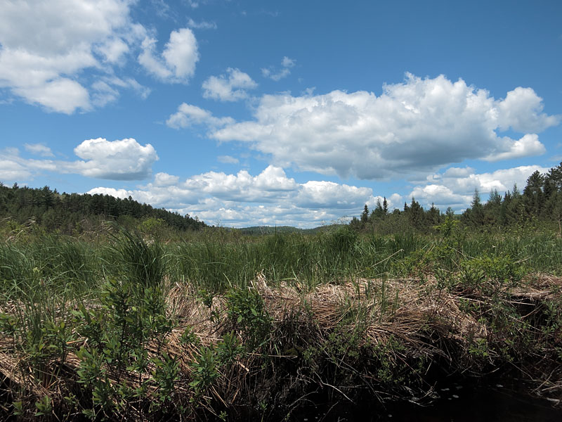 McDonald Creek valley in Algonquin Park