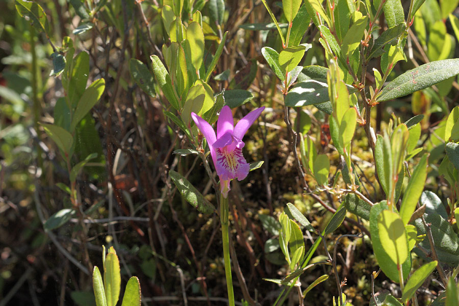 Arethusa bulbosa Dragons Mouth Swamppink