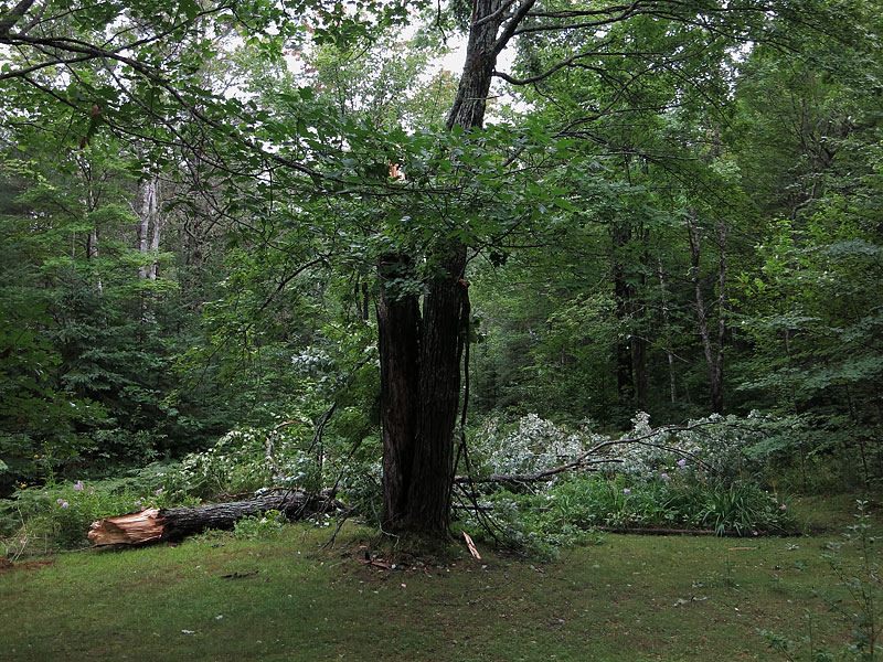 broken tree in front yard