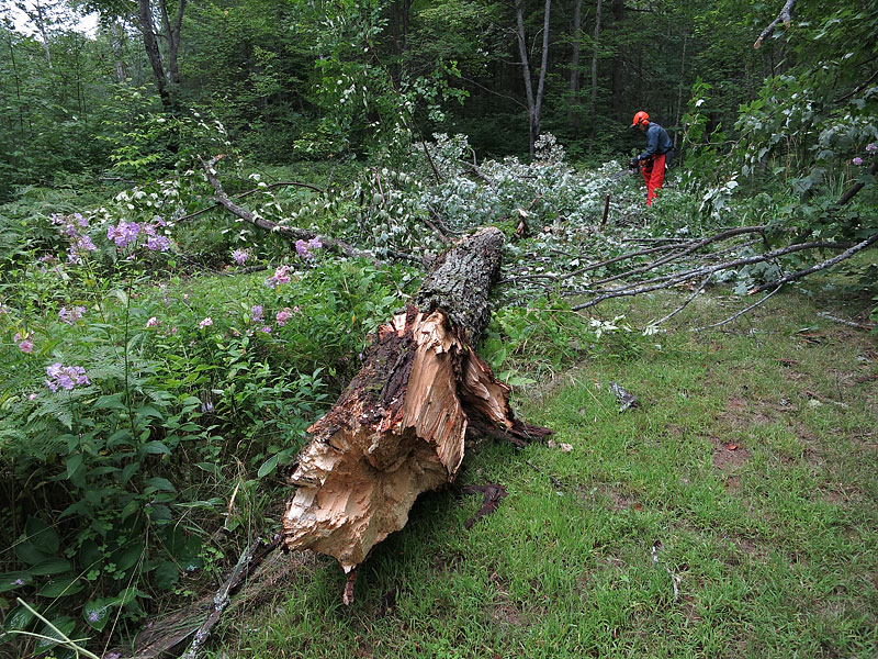 broken tree in front yard