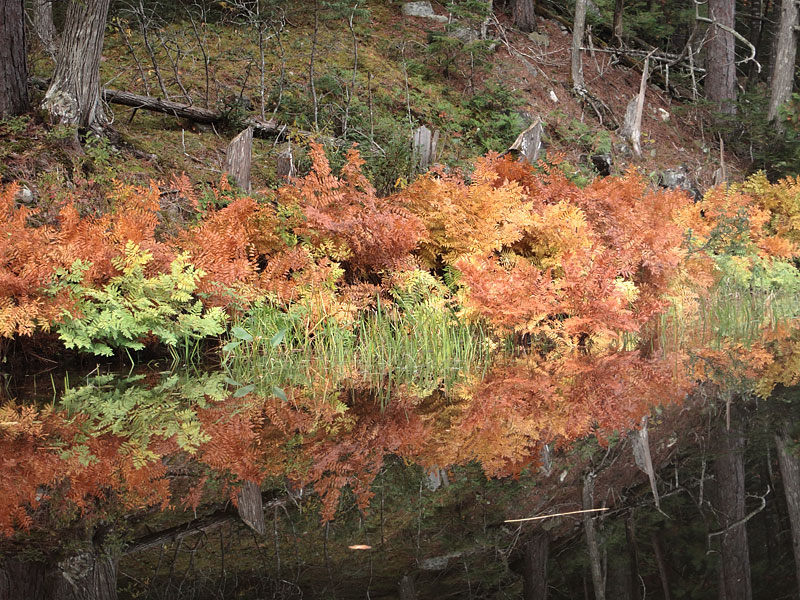 Ferns in fall colours along the Barron River in Algonquin Park