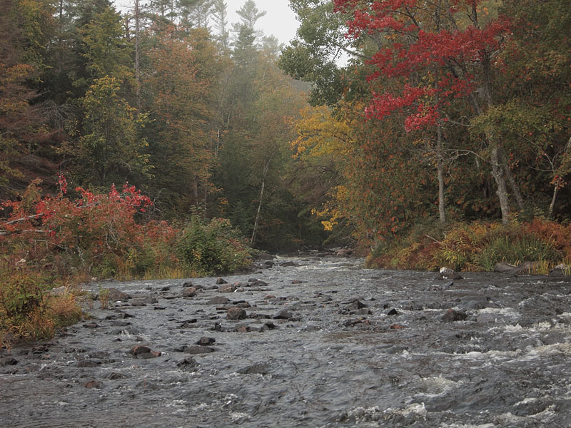 Cache Rapids along the Barron River in Algonquin Park