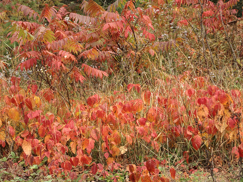 Fall colours poison ivy and sumac along the Barron River in Algonquin Park