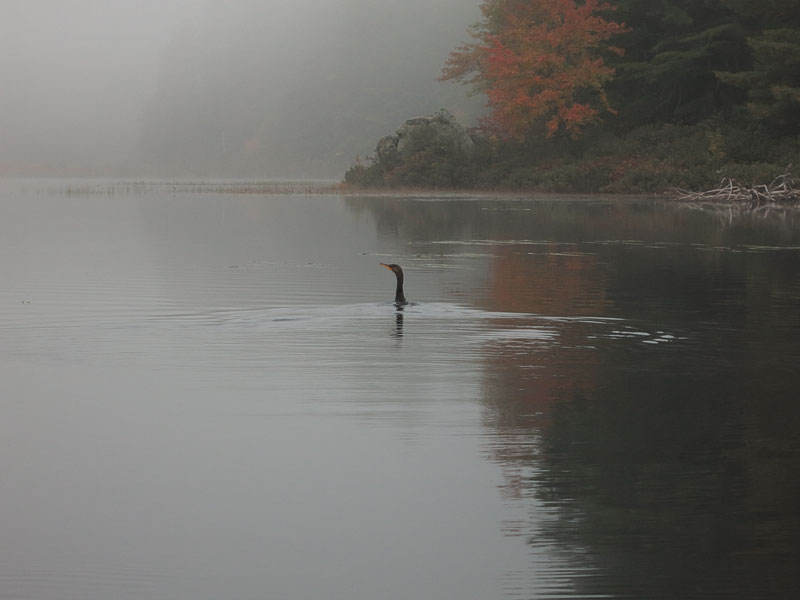 Cormorant in the mist along the Barron River in Algonquin Park