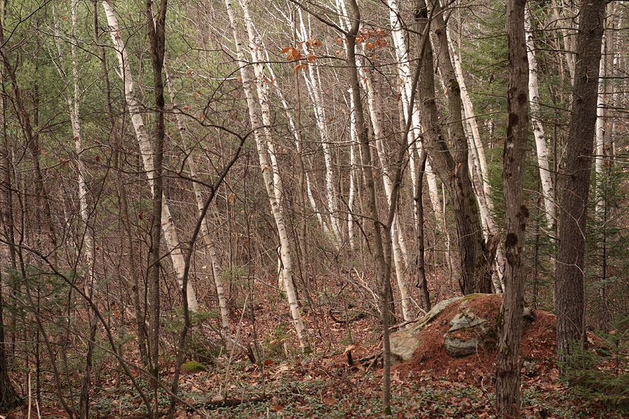 at Maunsell Lake in the Petawawa Research Forest