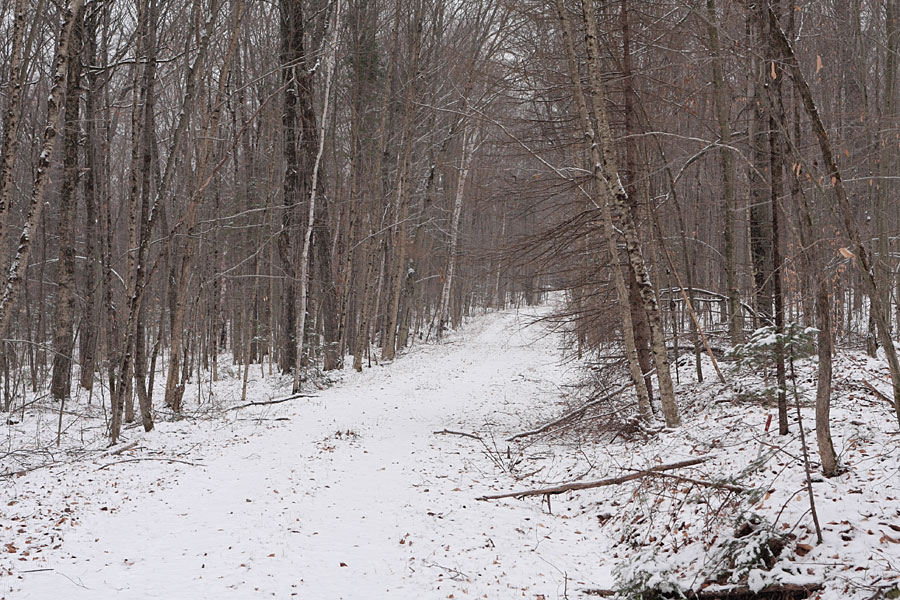 along R1 in the Petawawa Research Forest