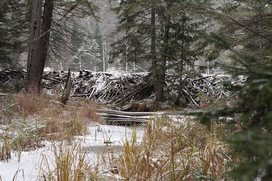 beaver dam in the Petawawa Research Forest