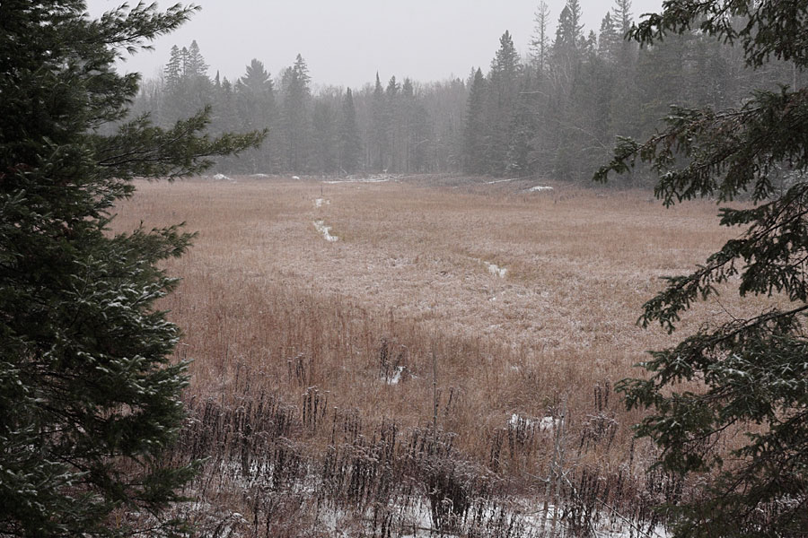 beaver meadow in the Petawawa Research Forerst