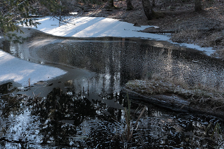 Small pond in the Petawawa Research Forest