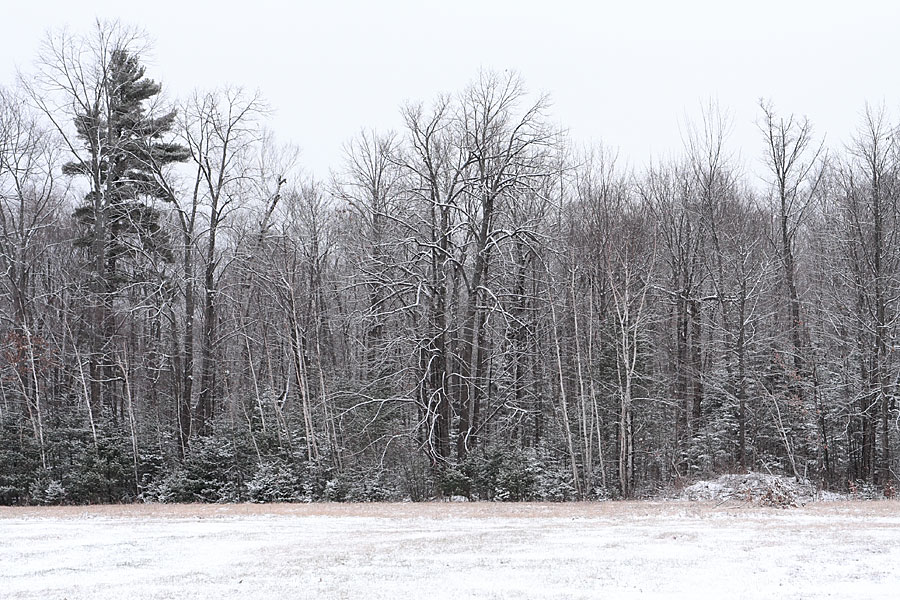 Branstead Road in the Petawawa Research Forest