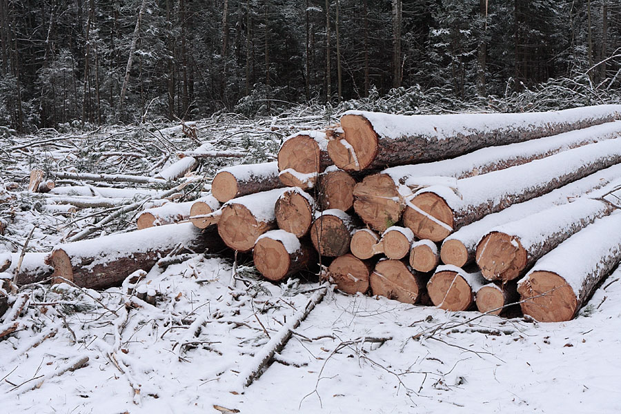 Branstead Road in the Petawawa Research Forest