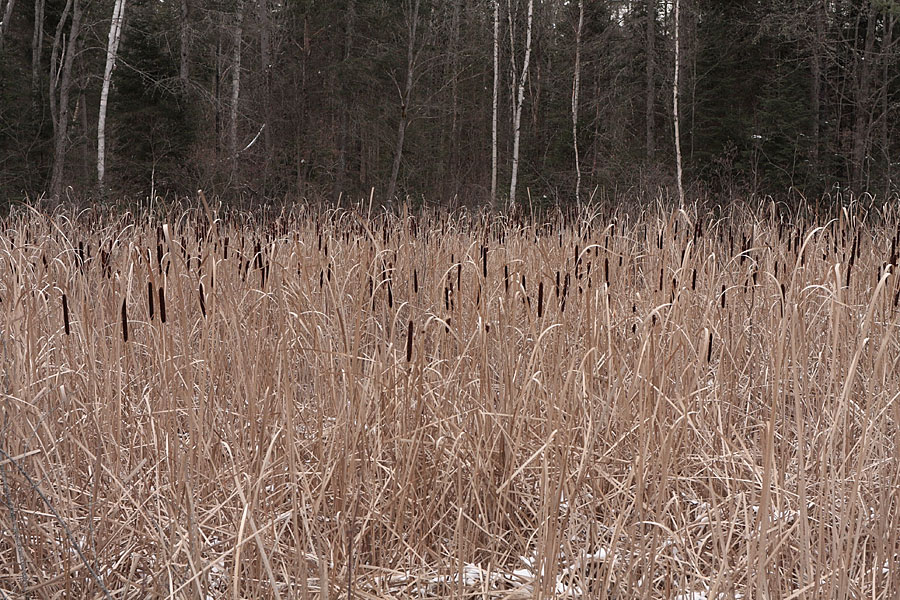 Cattails along Racehorse Road in the Petawawa Research Forest