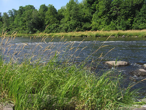 Rideau River in Vincent Massey park in Ottawa