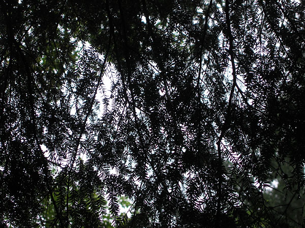 Hemlock in the Petawawa Research Forest