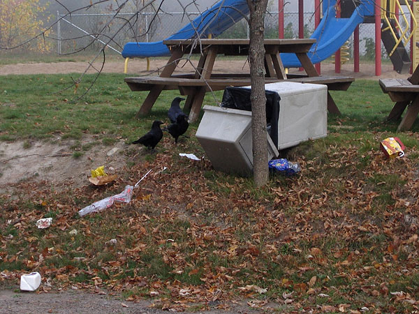 Crows  ravens at Deep River Pier