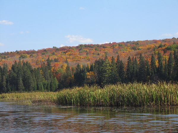 Nipissing River at Cedar Lake in Algonquin Park