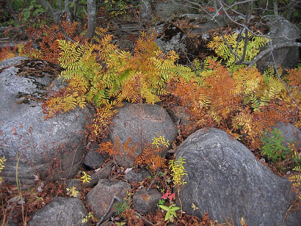 Ontario shore of Ottawa River near Deep River