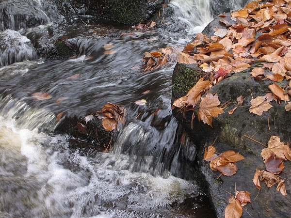 Kennedy Creek in the Four Seasons Forest Sanctuary