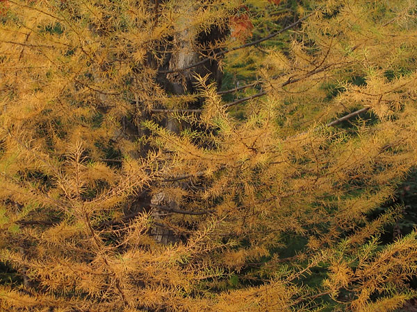 Tamarack in the Petawawa Research Forest