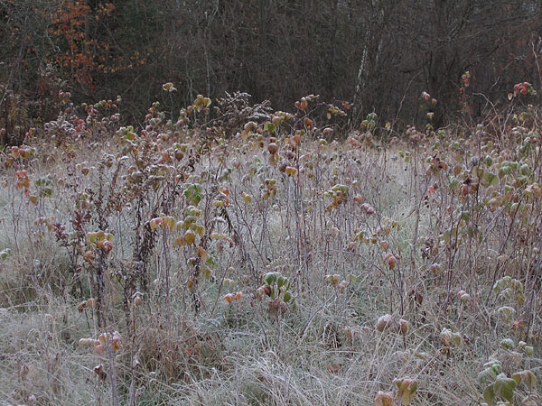 Raspberry Canes in the Petawawa Research Forest