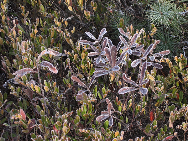 at Maunsel Lake in the Petawawa Research Forest