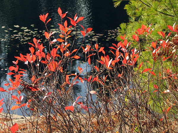 Red Leaves at Maunsel Lake in the Petawawa Research Forest