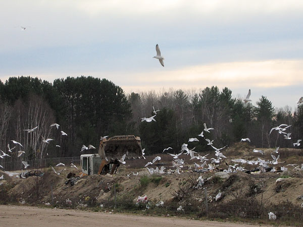 Gulls at Baggs Road Dump