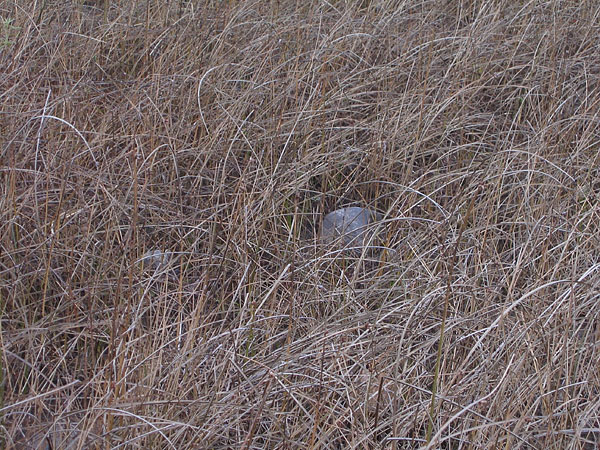 Lamure Beach on the Ottawa River at Deep River