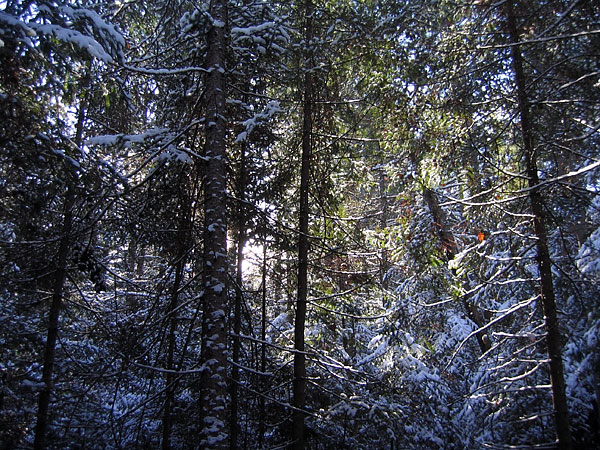 four seasons snowshoe trail