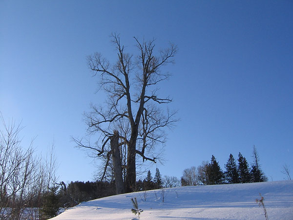broken tree at Petawawa Research Forest headquarters