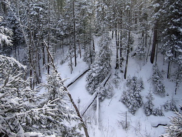 McConnell Creek Ravine
