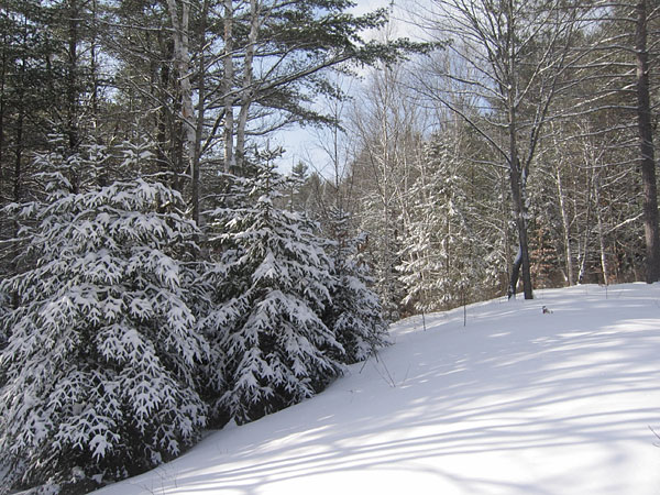 McConnell Creek Ravine