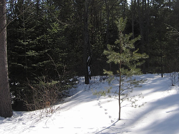Young Jack Pine Pinus banksiana