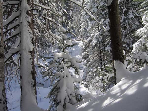 mcconnell creek ravine