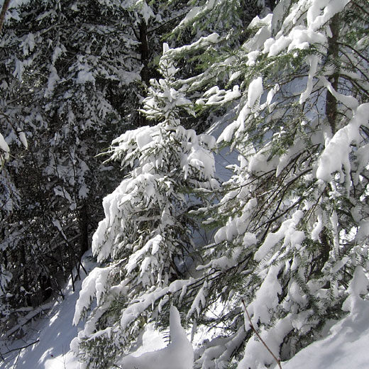 mcconnell creek ravine