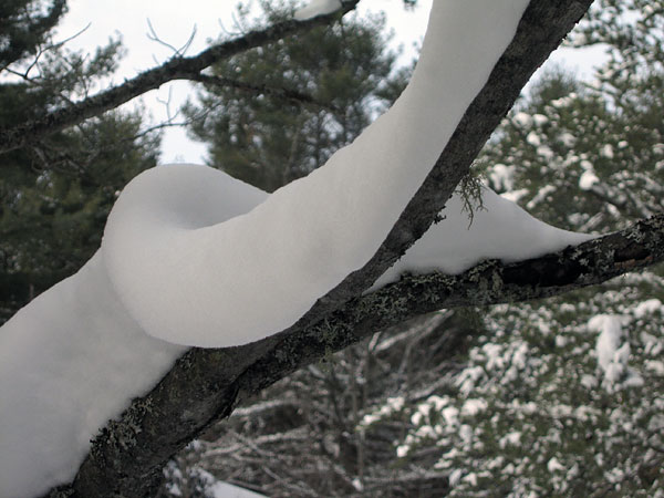 Snow Laden Branch