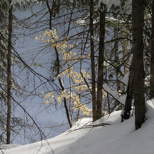 immature beech tree in winter