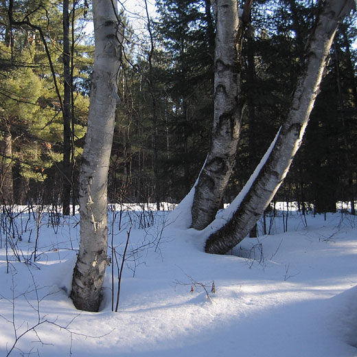 Three Birches
