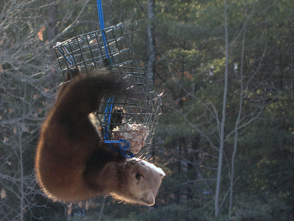 American Marten pine marten  martes americana pine marten  martes americana