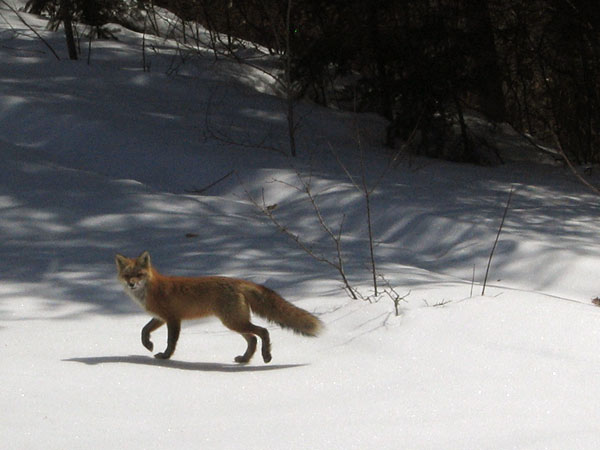 Red Fox