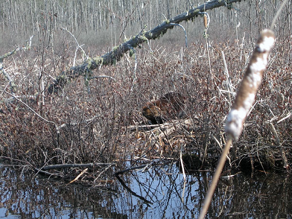 Beaver sunning itself on top of lodge
