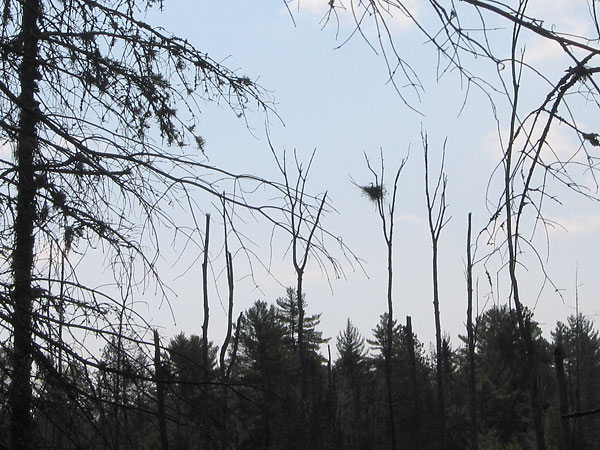 Great Blue Heron sitting on nest in the Petawawa Research Forest