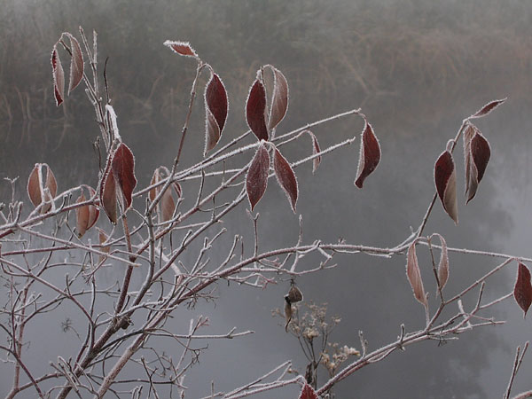 Hoar Frost along the Chalk River