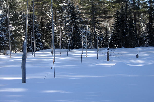 Beaver Pond along the HSA Trail in the Petawawa Research Forest