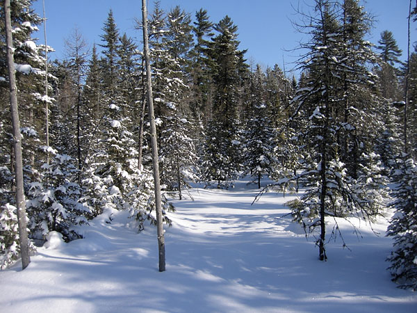 Along the HSA Ski Trail in the Petawawa Research Forest