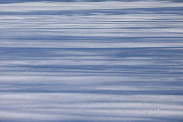 Snow shadows in the Petawawa Research Forest