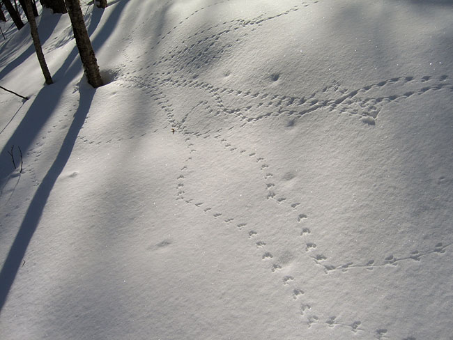 mouse tracks in the Petawawa Research Forest